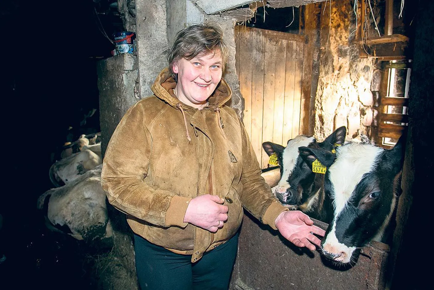 “Piimakari on meie talus põhiline, karjale kasvatame järelkasvu ise,” räägib Kalli-Sepa Kaljula talu perenaine Viive Kaljula. Kalli külas pole maainimeste huumorimeel veel kadunud. Pärdi mäe teeristis teel Kaljula juurde seisab üks kohalike meistrite taieseid.