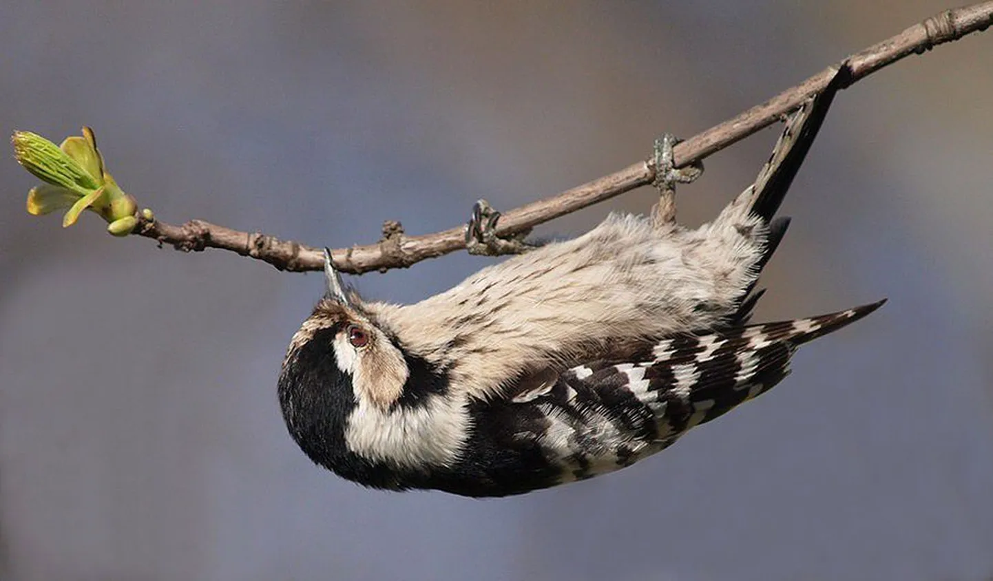 Oma toitu oskab väike-kirjurähn otsida ka okste alaküljelt.