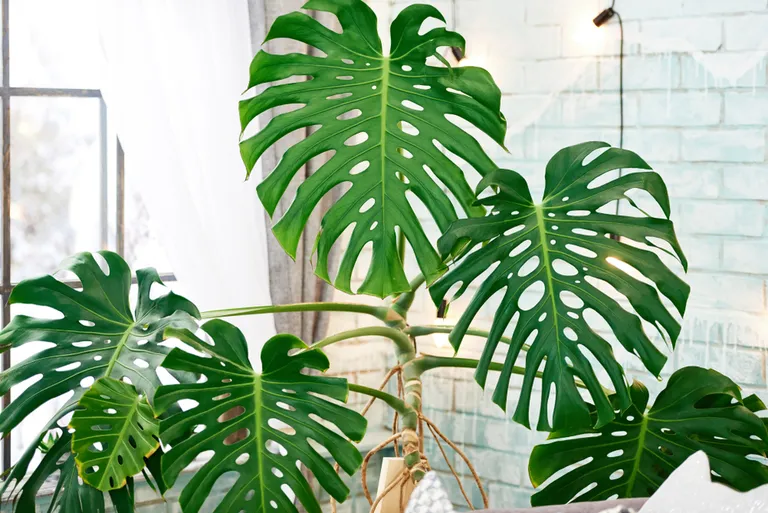 Meeldiv monstera.