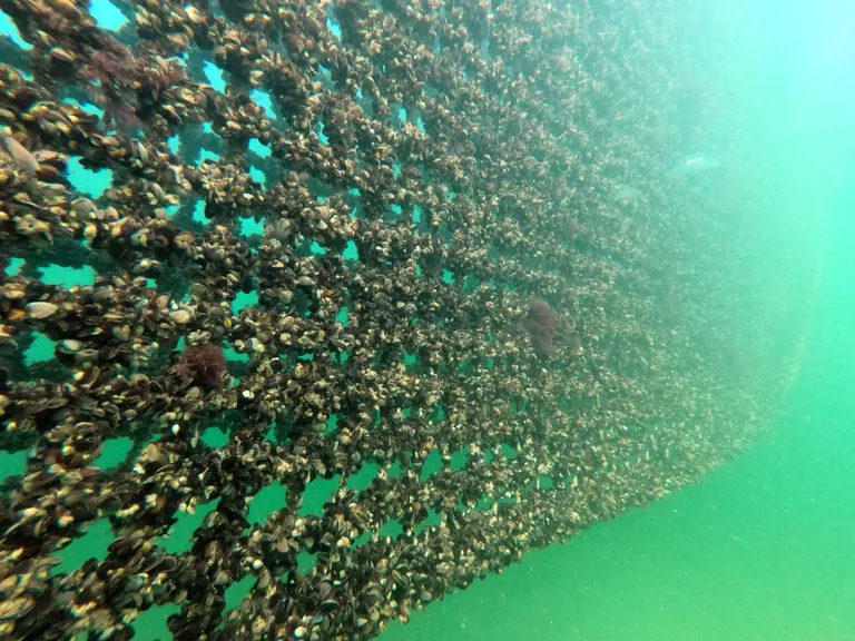 Artikli foto