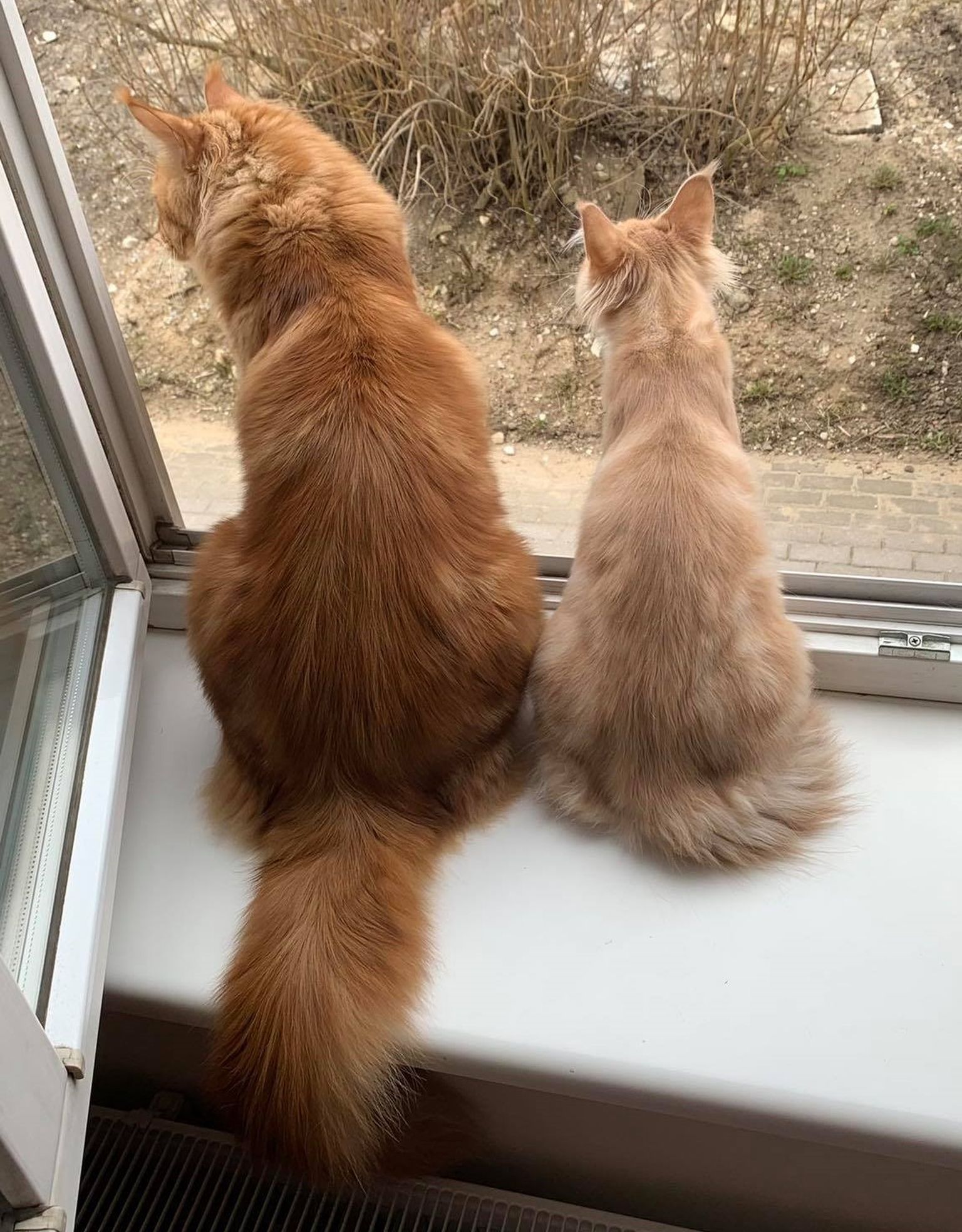 Кошки патрулируют происходящее во дворе из окна.
