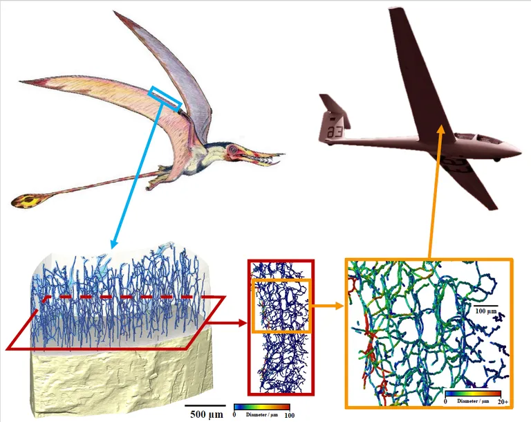 Pterosauruste luud sisaldasid keerukat kanalite võrgustikku, mis muutis need samaaegselt nii ülikergeks kui ka erakordselt tugevaks – lahendus, mida teadlased ei olnud varem sellise detailsusega tuvastanud.