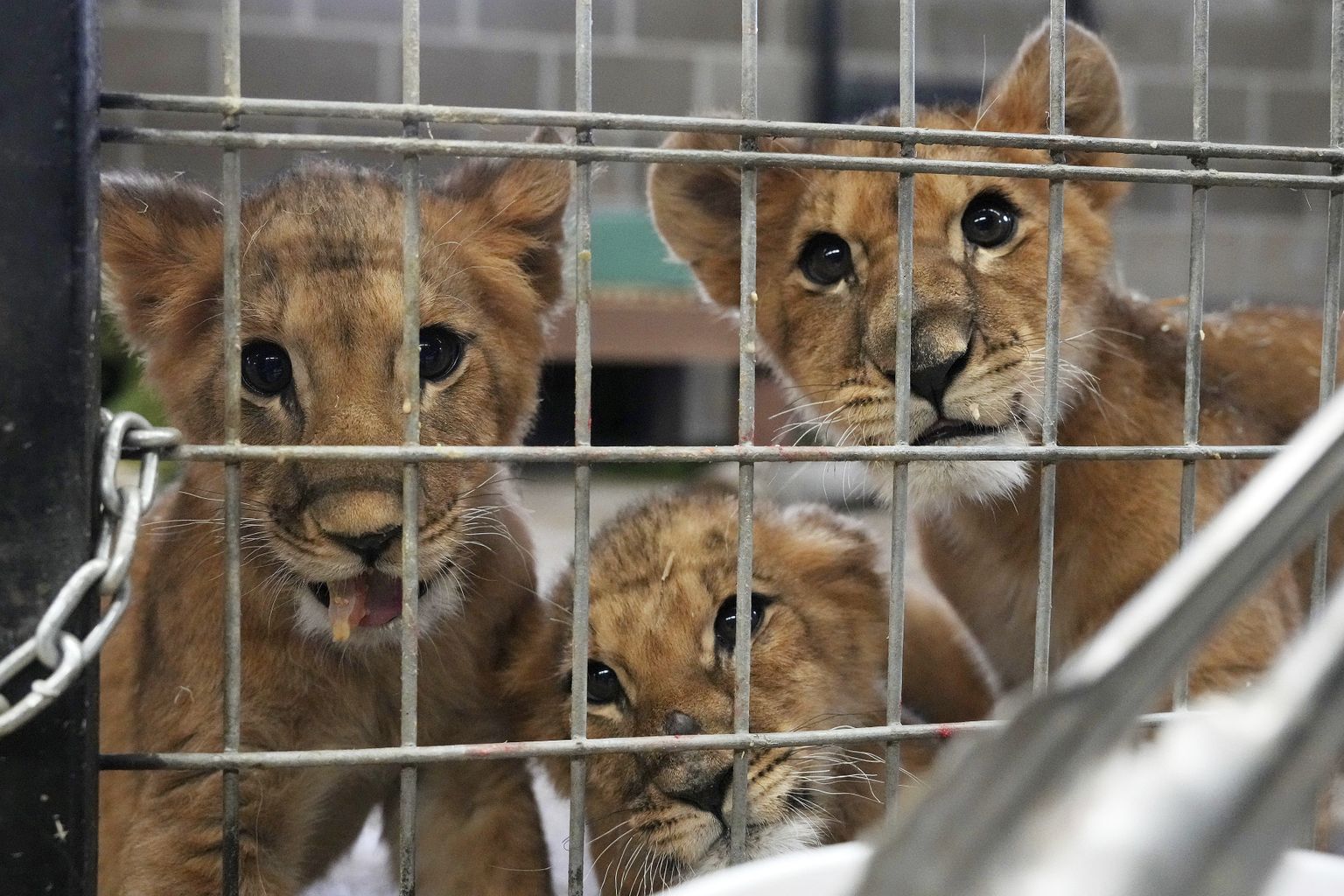Rahvusvahelise Loomakaitsefondi poolt Ukraina sõjast päästetud lõvikutsikad oma uues kodus The Wildcat Sanctuary's.