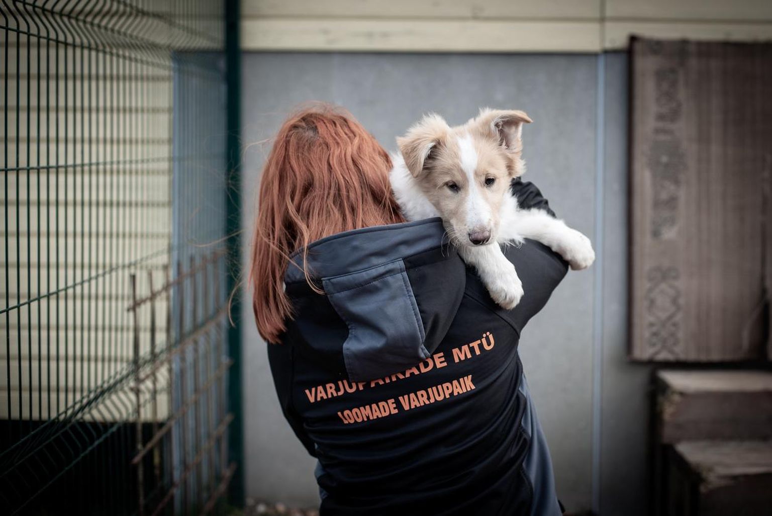 Inge Pullati koertest 25 on praegu Pärnu loomade varjupaigas.