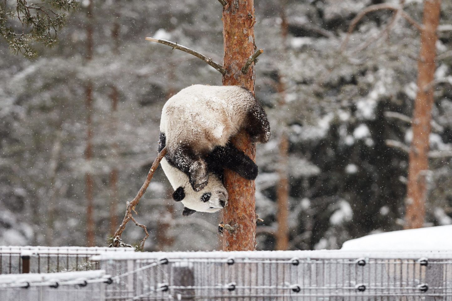 Pandatüdruk Lumi ähtäri loomaaias.