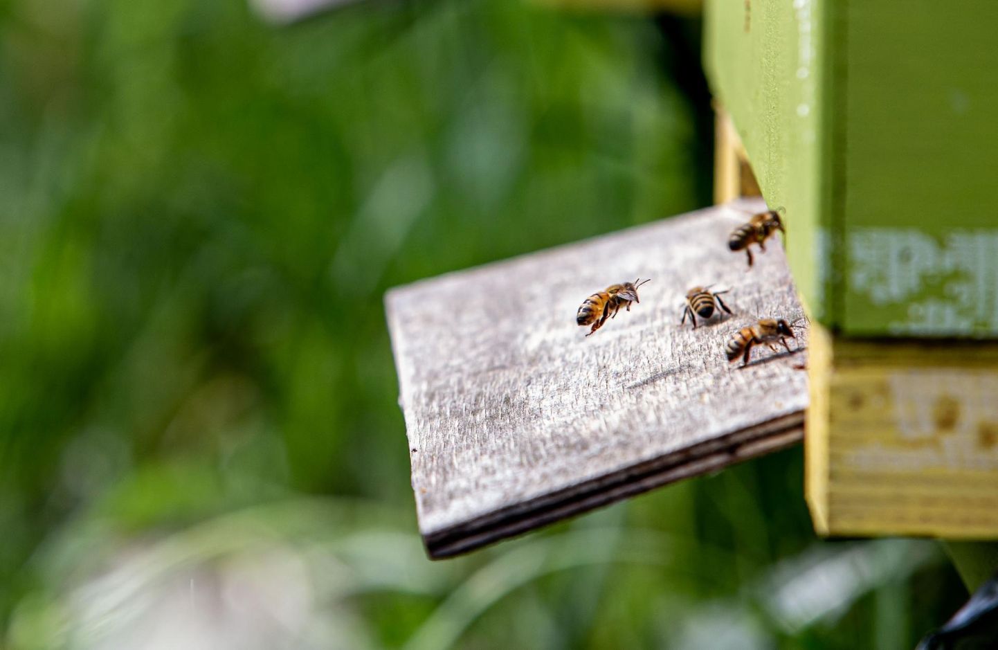 Sel aastal toetas riik esimest korda mesinikke, eraldades selleks riigieelarvest 600 000 eurot.