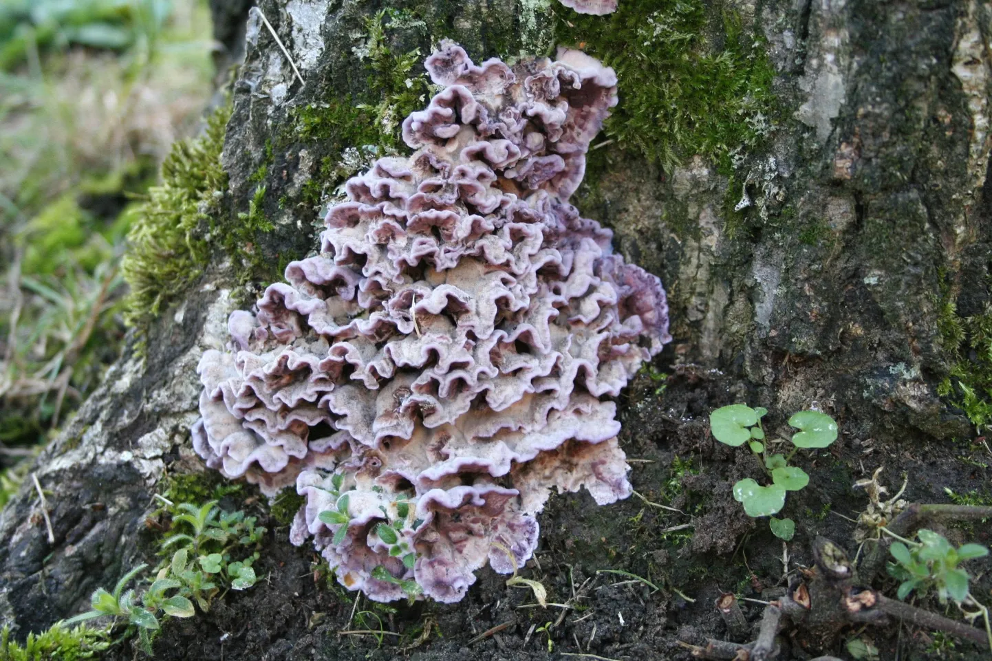 Lilla ebanahkis, Chondrostereum purpureum