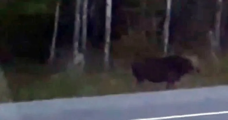Kaader kanadalaste tehtud videost, millel on väidetavalt Gollumi sarnane olend (vasakul, hele)