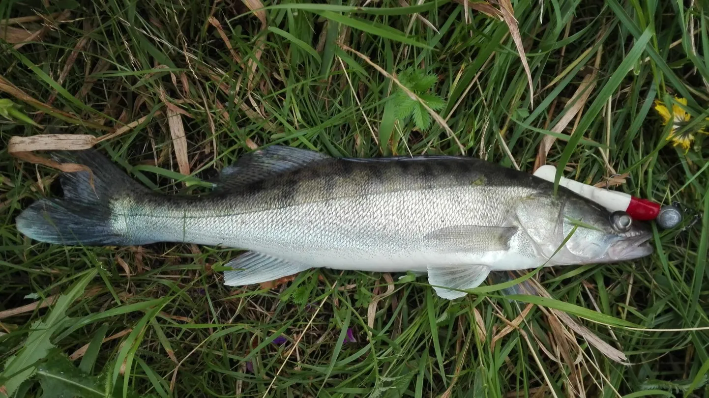 Emajõest tohib püüda koha, mille pikkus on nina otsast saba otsani 46 sentimeetrit. Kui seadusega ette nähtud mõõdust pisut väiksem kalake kotti pista, on trahv soolas.