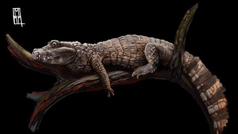 Austraaliast leiti tõendeid puu otsas jahti pidavatest krokodillidest