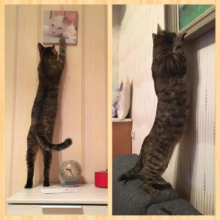 Artikli foto