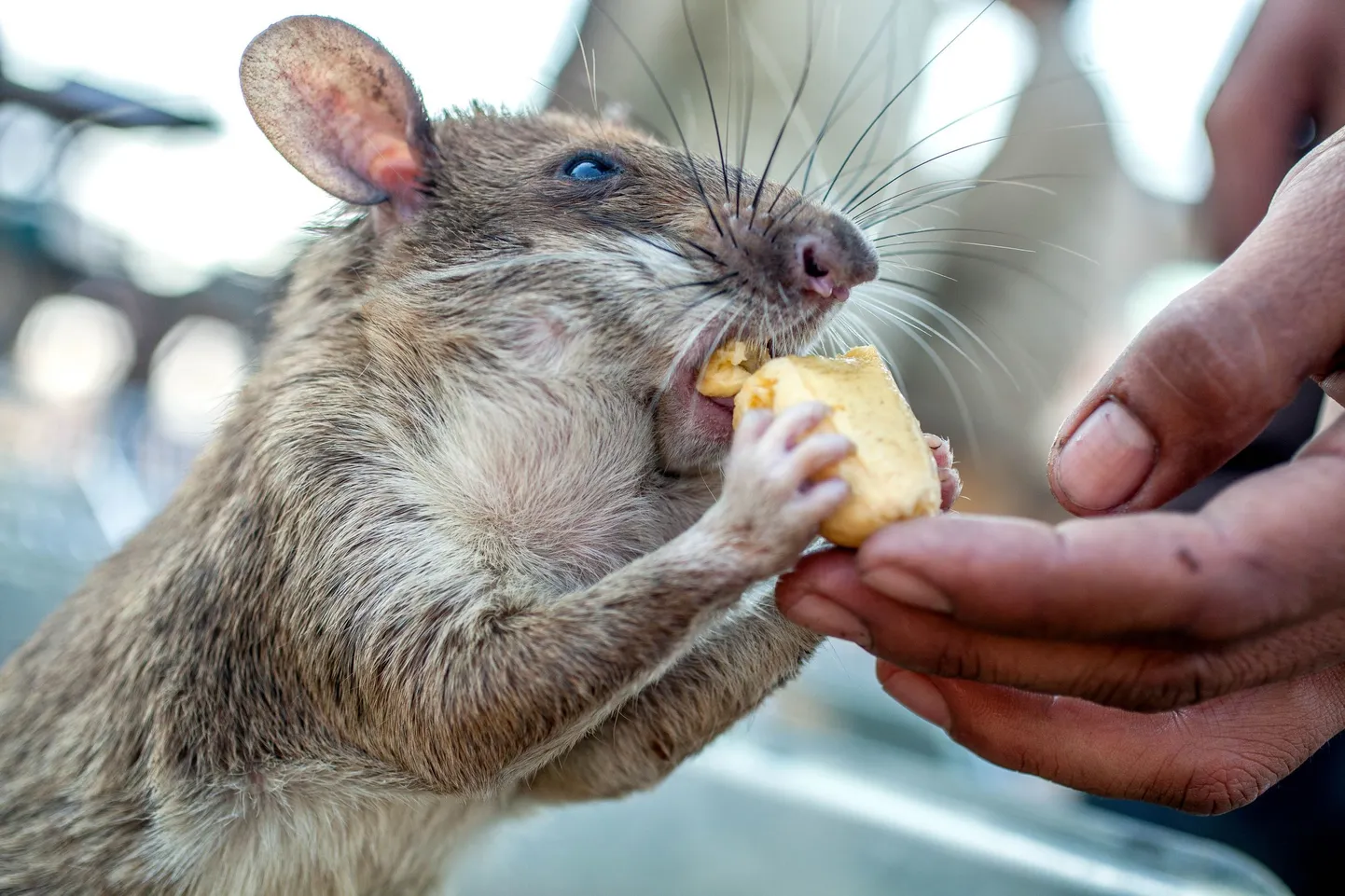 PIC BY Aaron Bertie Gekoski / CATERS NEWS  (PICTURED: One of the rats. PIC TAKEN 16/02/17)