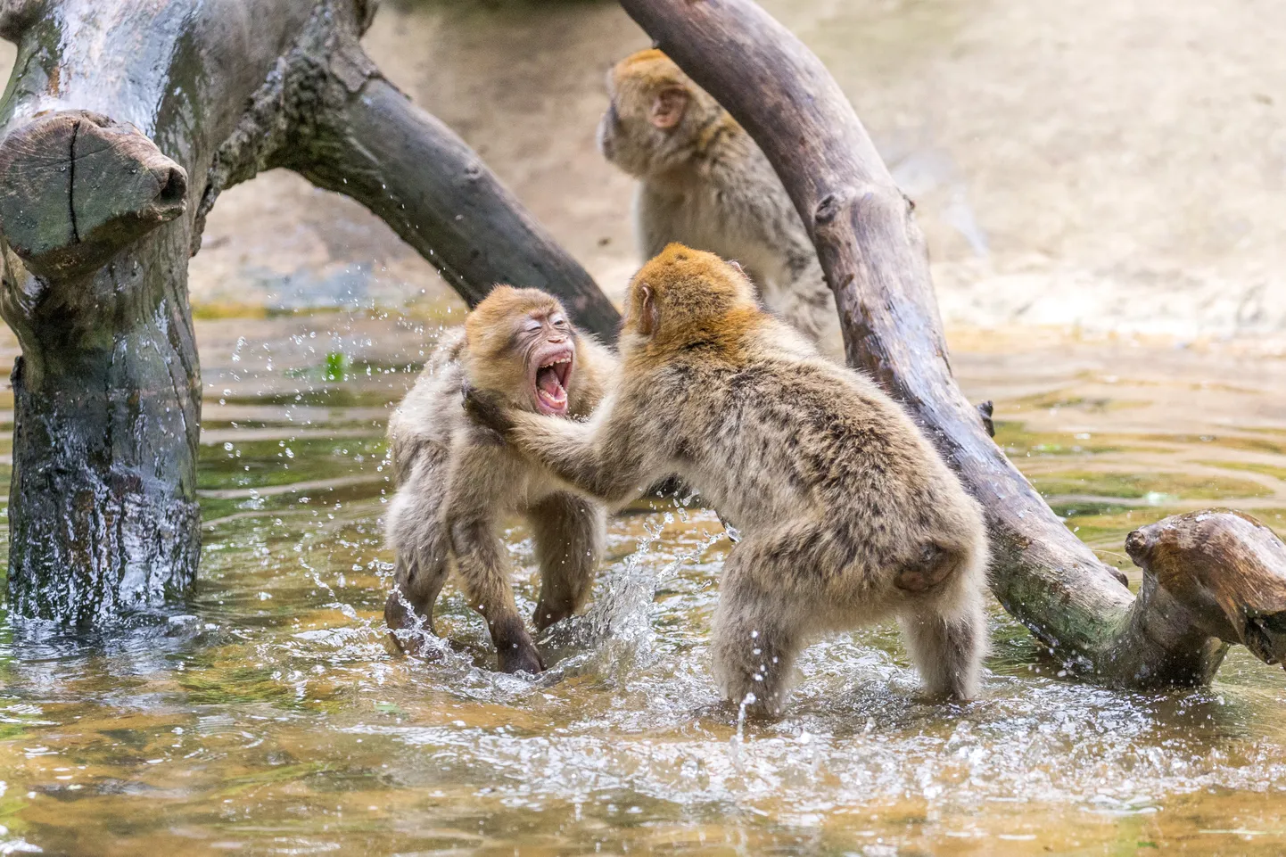 Ahvid Woburni safaripargis.