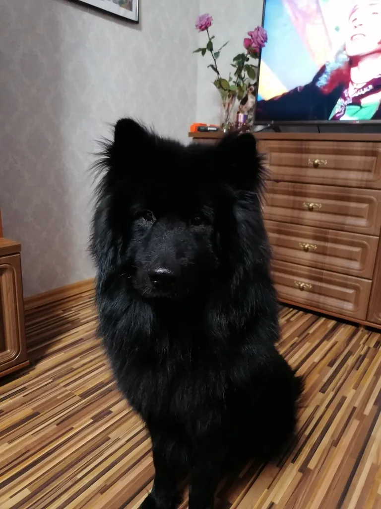 Щенок Филипп