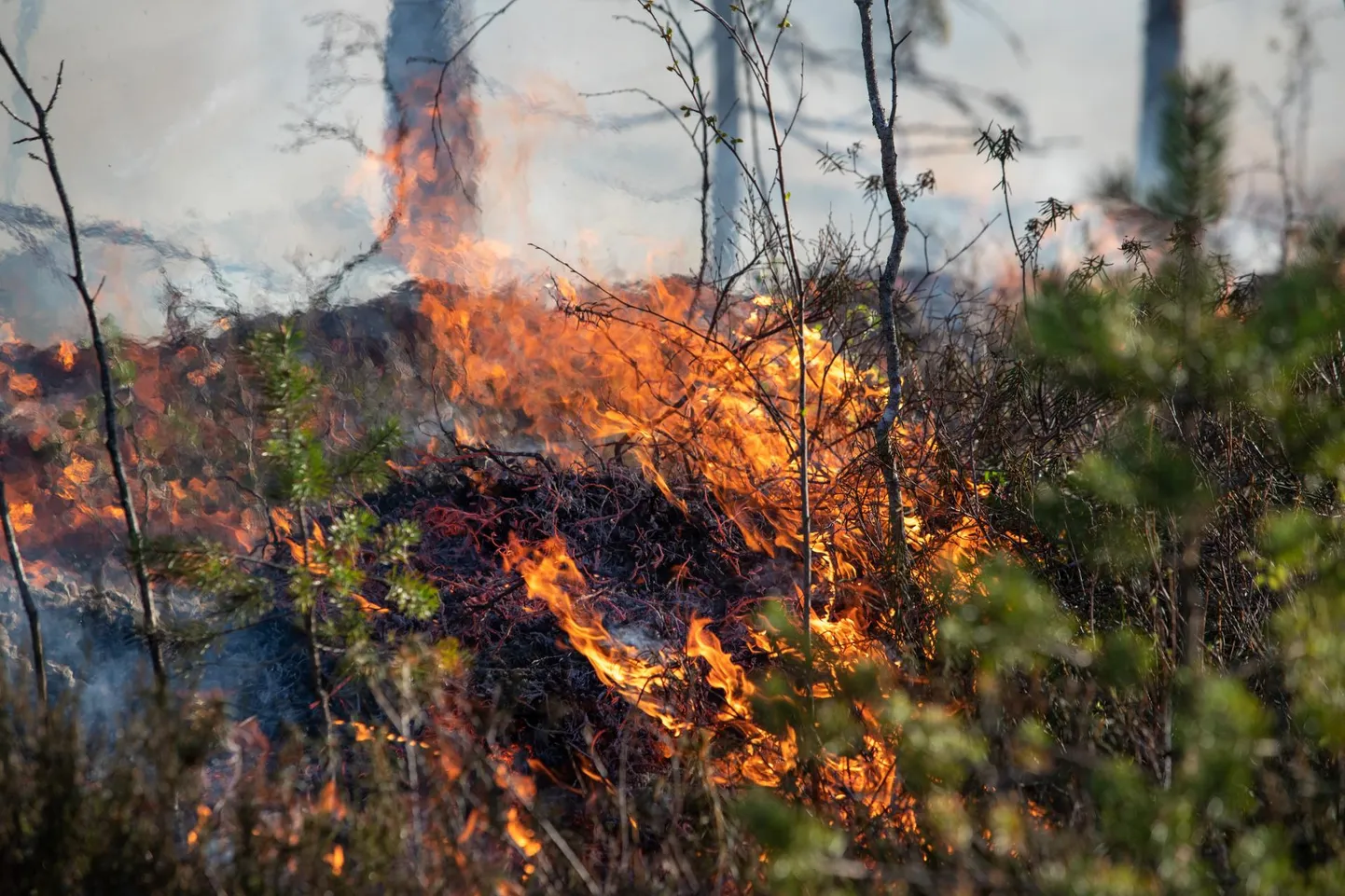 На крупных учениях "Весенний шторм" упавший дрон вызвал небольшой ландшафтный пожар в Ристикюла волости Саарде. Архивное фото.