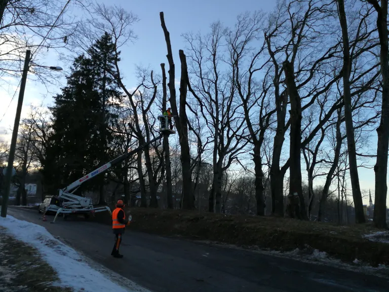 Arboristid eemaldasid rippunud ladva.