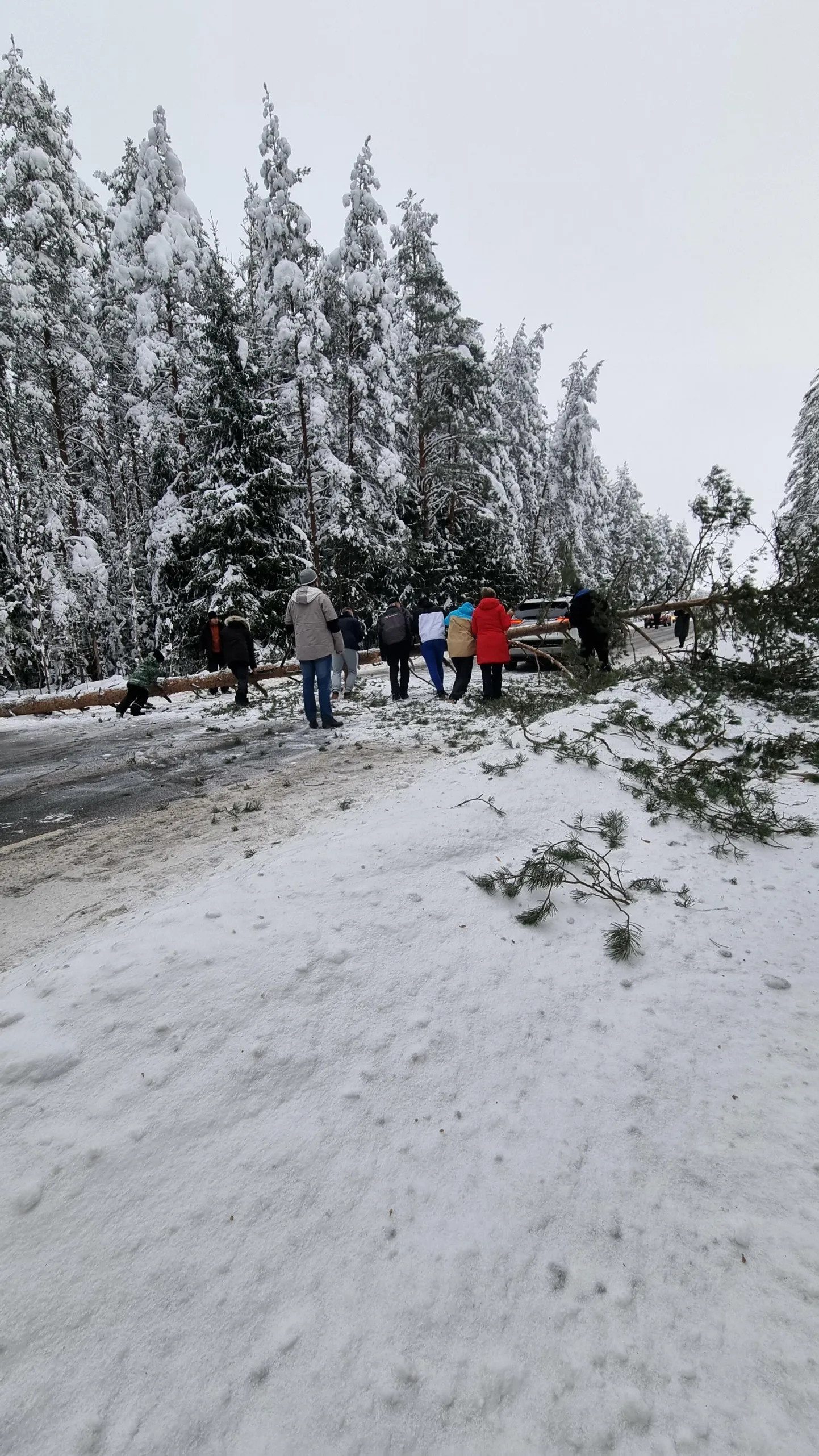 Teele langenud puu eemaldamine.