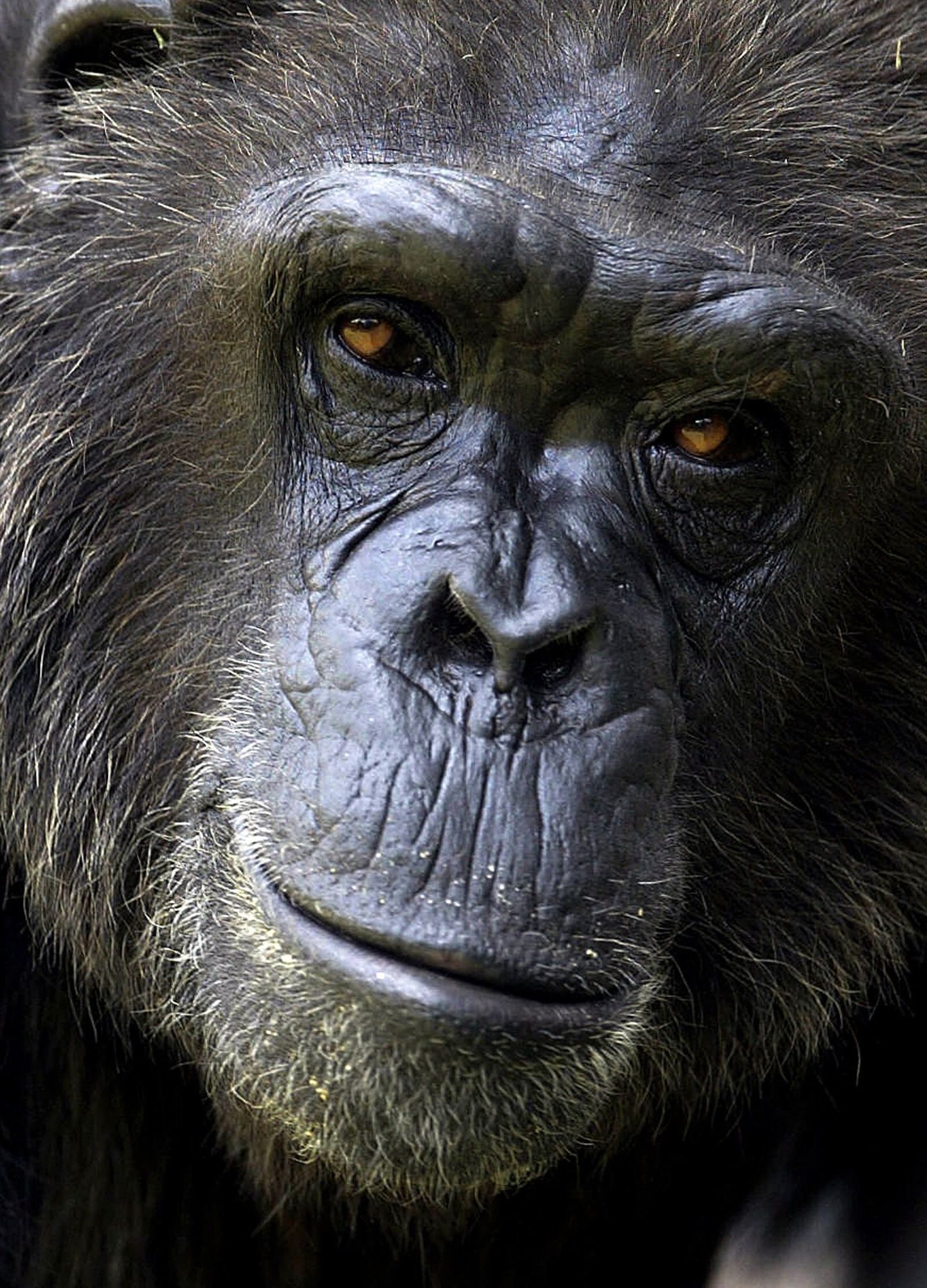 Šimpans haaras relva