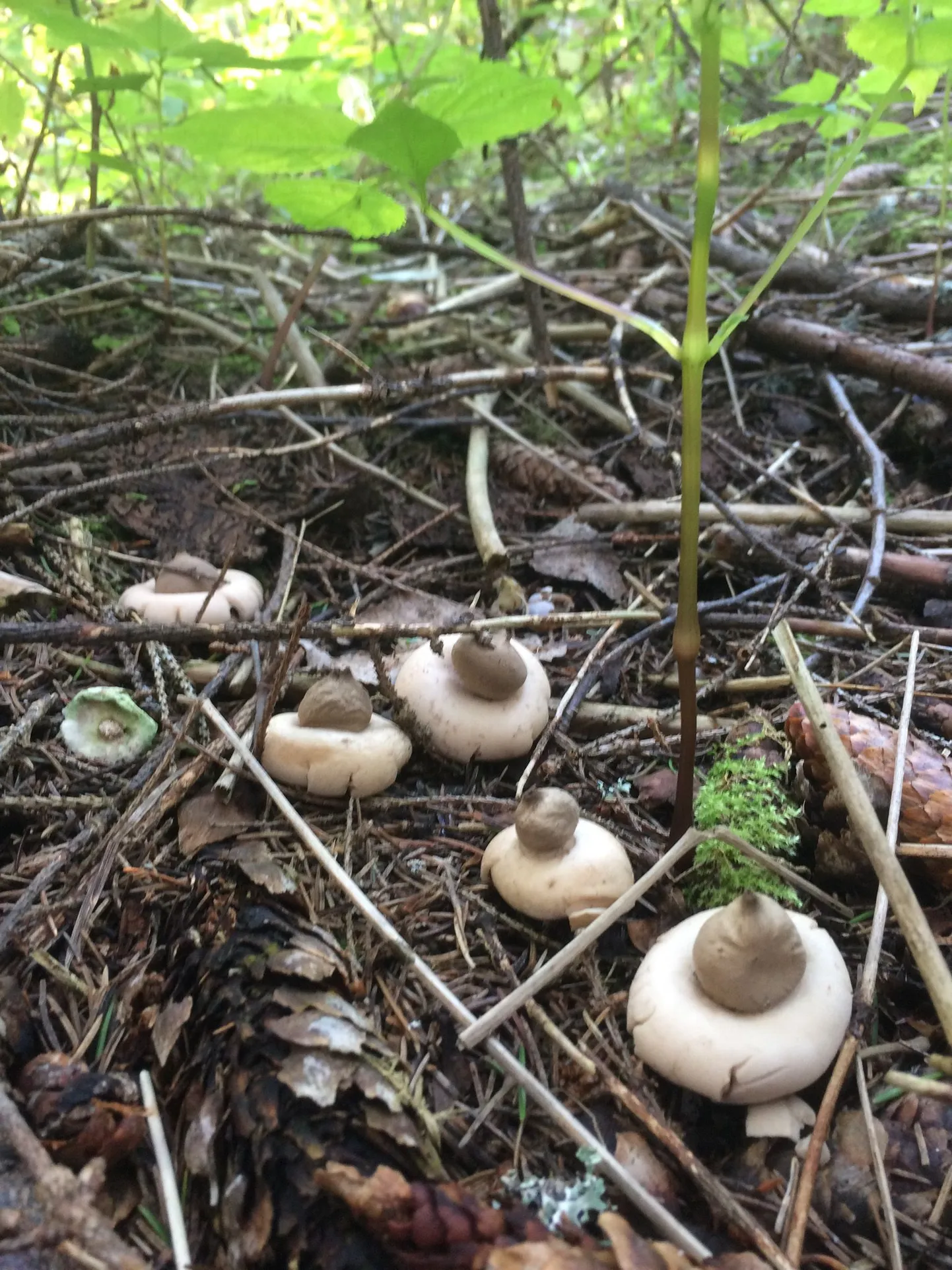 Mees leidis metsast maatähe.