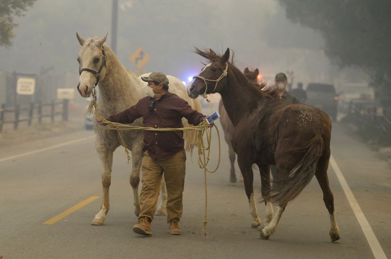 California maastikupõlengus on elu kaotanud kümneid hobuseid. Ellujäänud hobused evakueeriti