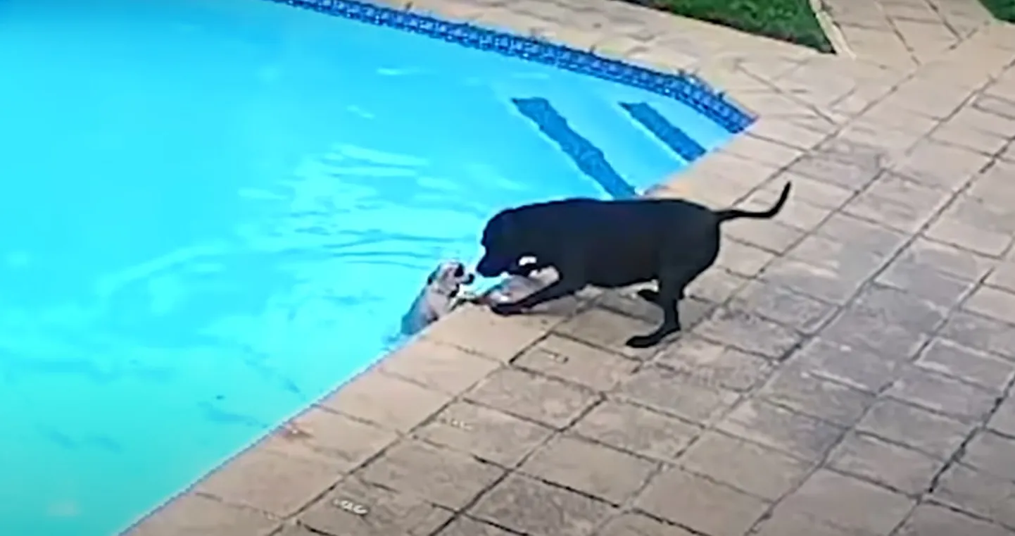 Koer üritas oma väikest sõpra korduvalt basseinist välja tirida, enne kui see tal lõpuks õnnestus.