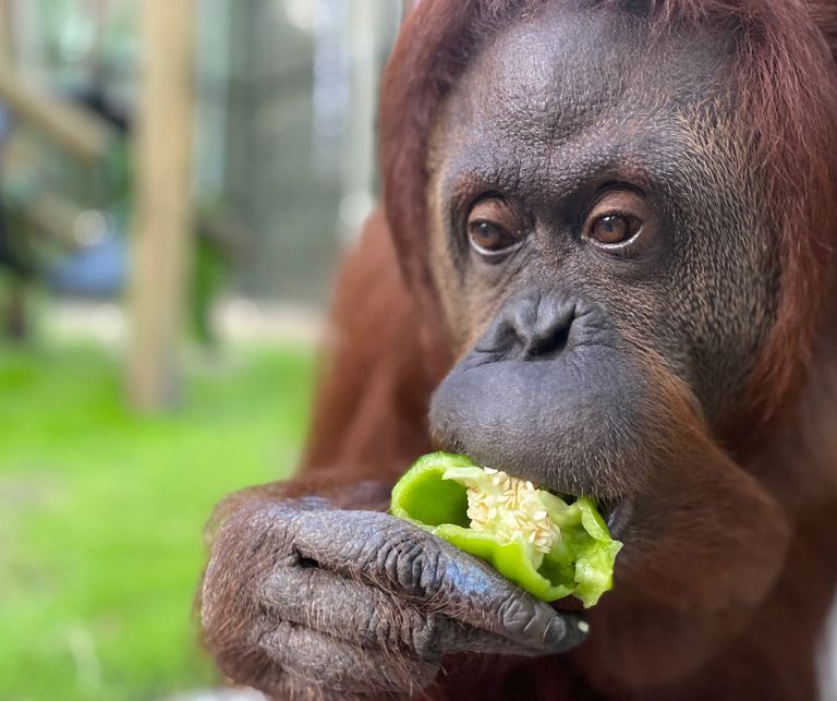 Orangutan. Pilt on illustreeriv