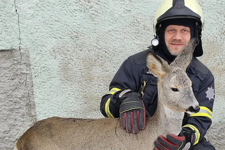 Забравшаяся во двор жилого дома косуля совершенно не опасалась людей.