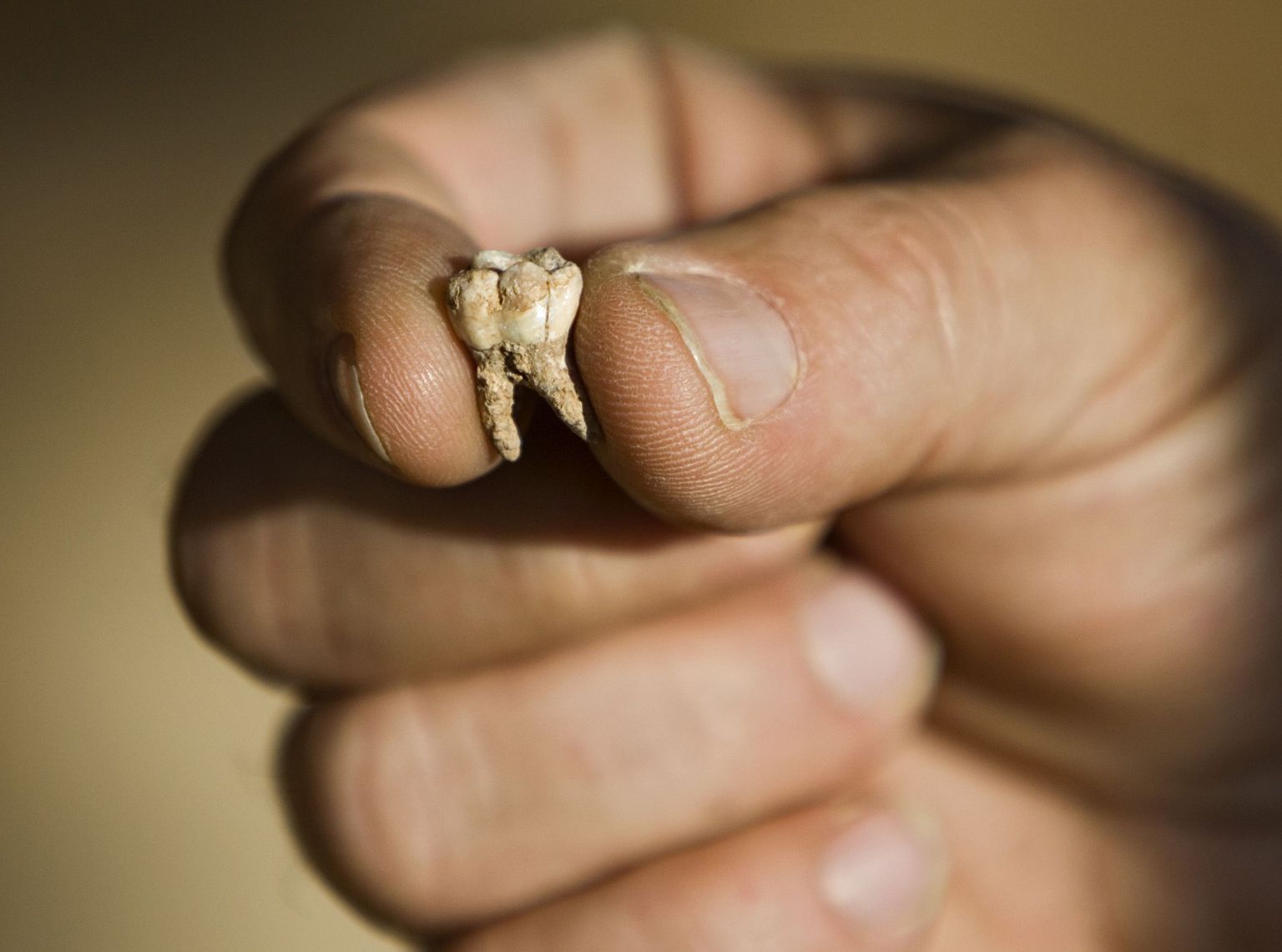 Arheoloog Avi Gopher näitamas 400 000 aasta vanust hammast