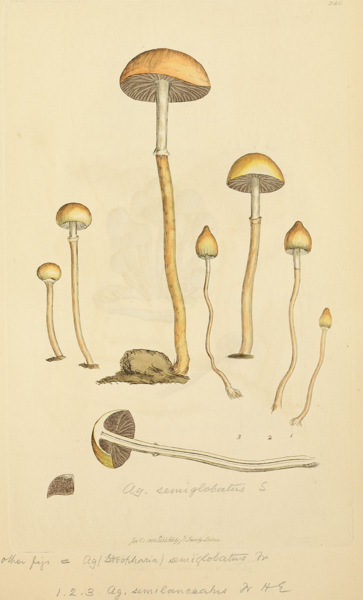 Teravpaljakud, raamatust «Coloured Figures of English Fungi or Mushrooms»
