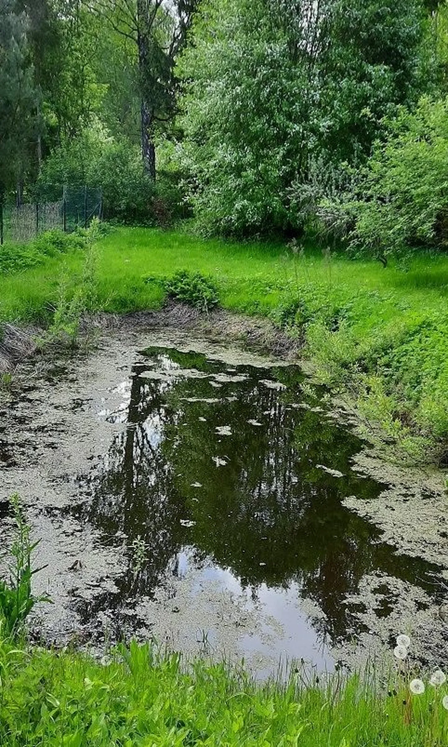 В прудах за десять лет утонуло 72 человека, в среднем 7 человек в год.