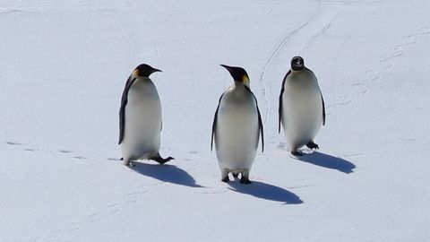 Kliimamuutus ohustab keiserpingviine väljasuremisega