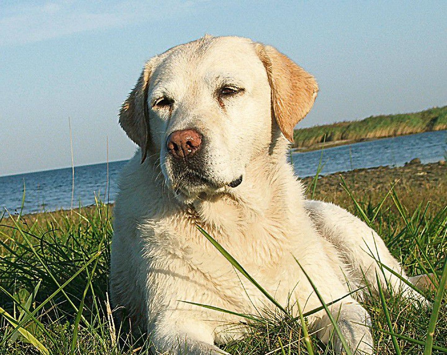 Aivo Sihvart aitab jalutuid koeri (foto pole looga seotud).