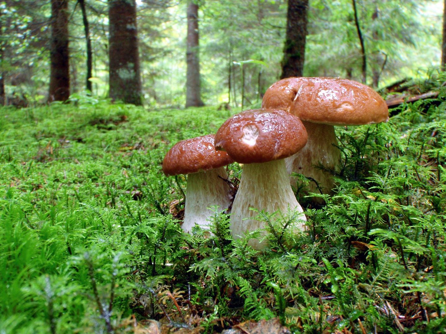 Mükoloog Kadri Pärteli sõnul on Eestis teada umbes 8000 liiki seeni, neist söögiseeni 200–400. Pildil on tänavuse aasta seen harilik kivipuravik.