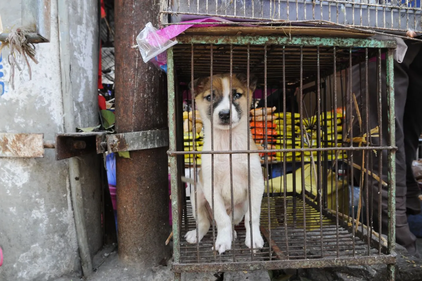 Kutsikas Hanoi loomaturul