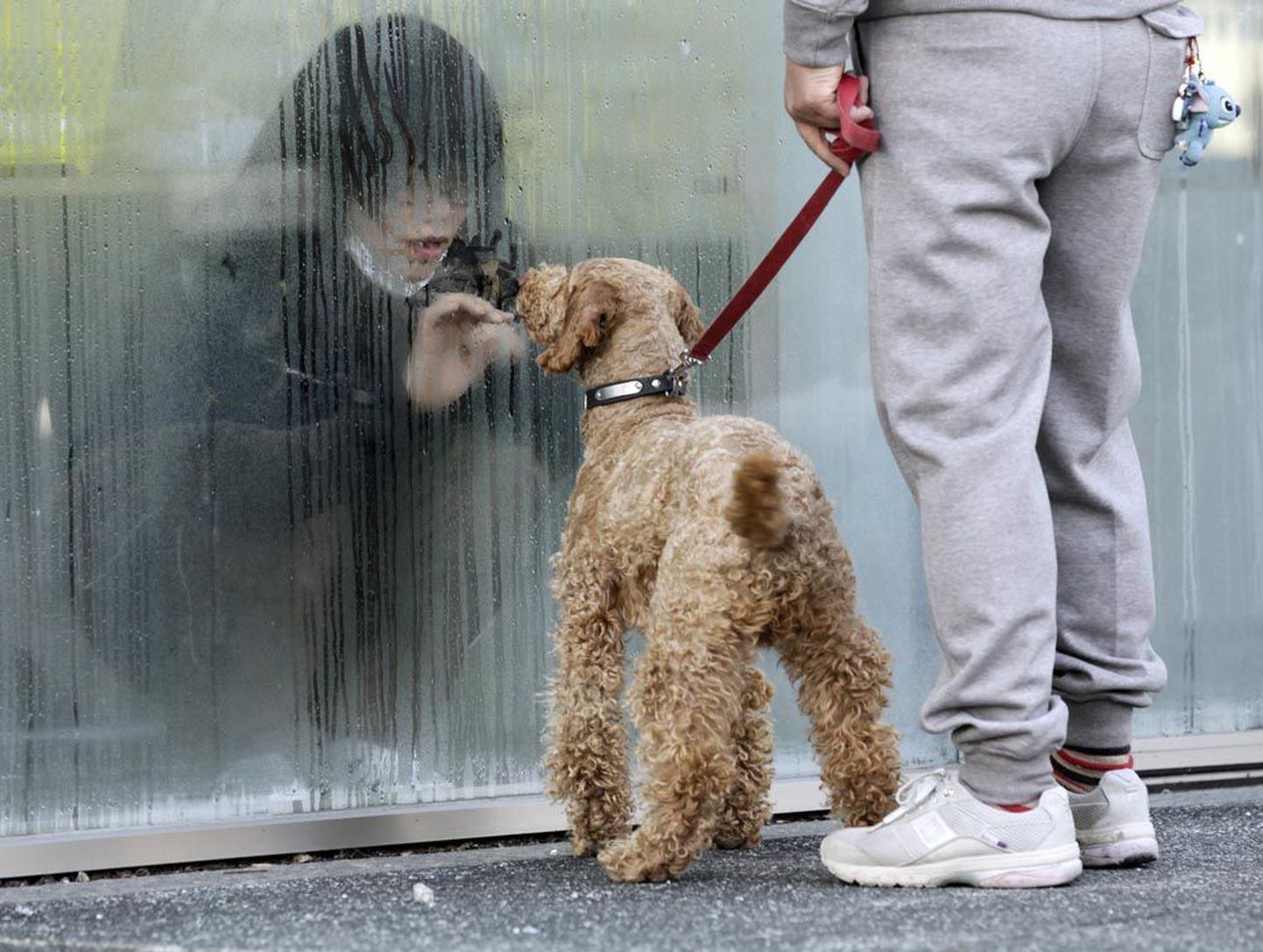 Kõrge radiatsioonitaseme tõttu piilub jaapanlanna oma koera läbi ajutise kontrollimiskeskuse klaasi Nihonmatsus.