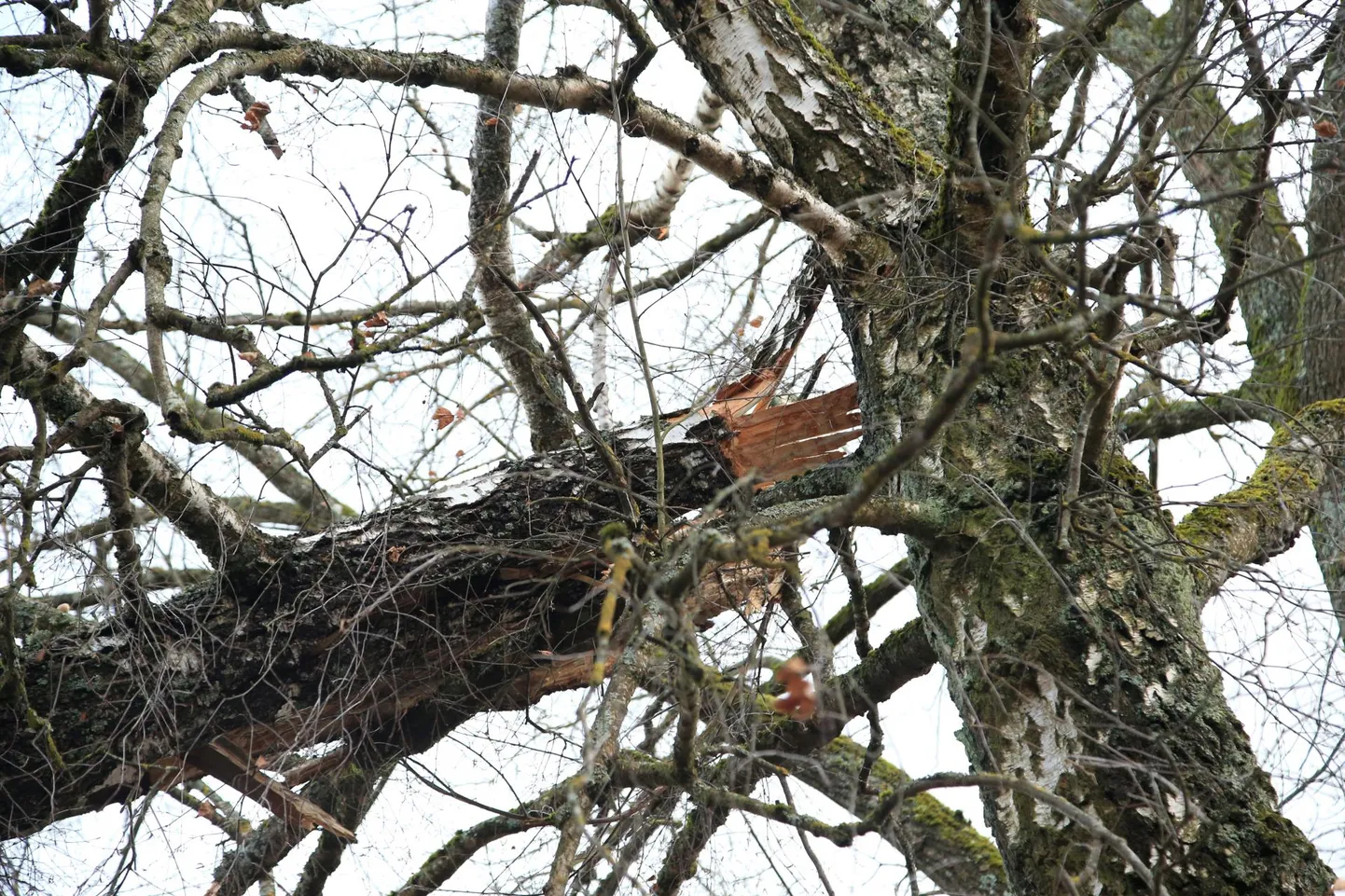 Liiklusjuhtimiskeskus manitseb tormi eel ettevaatusele, sest&nbsp;tugevate tuuleiilidega võib teedele kukkuda puid või oksi.