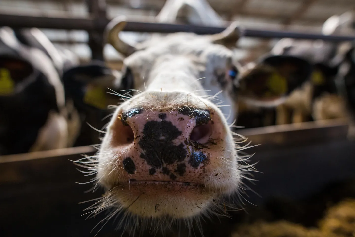 Lehmad suurfarmis. Foto on illustratiivne.