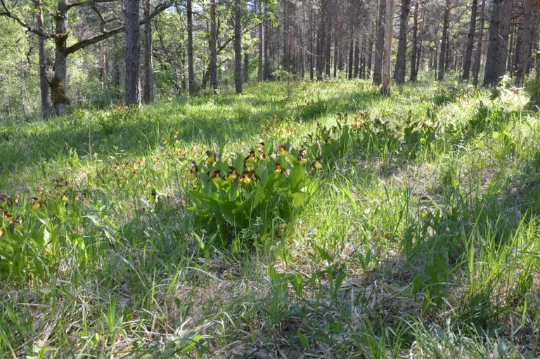 Eesti orhideekaitse klubi aasta orhideeks valitud kauni kuldkinga üks suuremaid kasvukohti Eestis asub Lääneranna vallas.