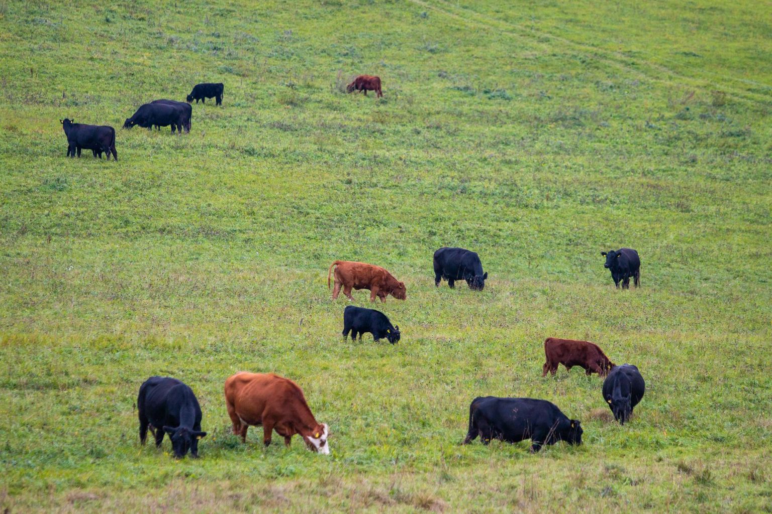 Maaülikool uurib, kas karjakasvatus Lahemaa rahvuspargis on mõeldav.