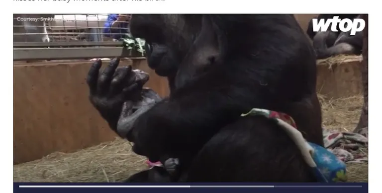 Gorilla sünnitus