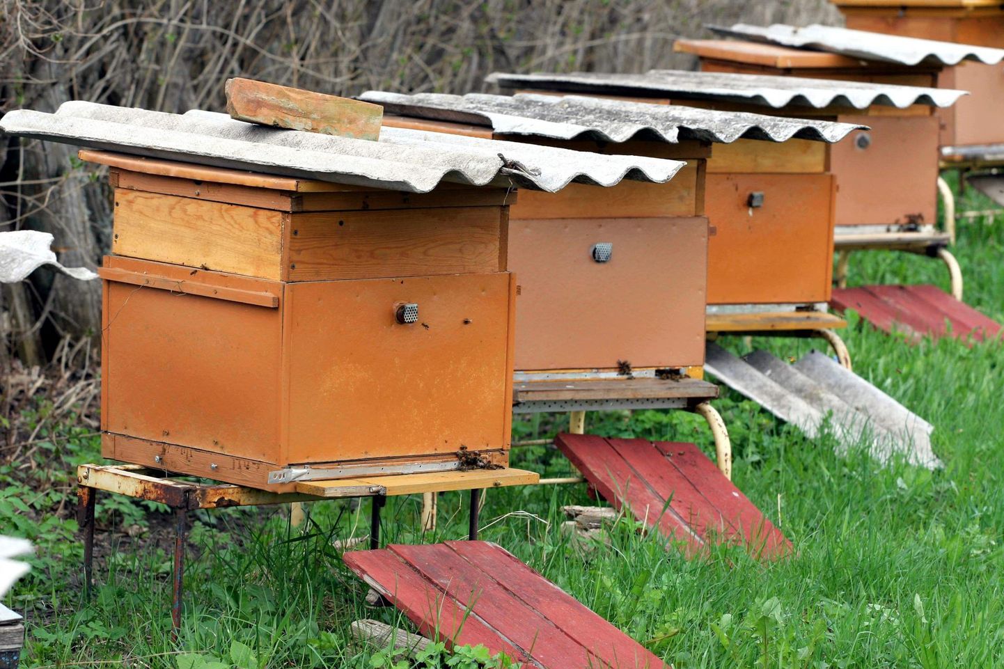 Mesilaste pidamisega kaasneb kohustus tarud registreerida.