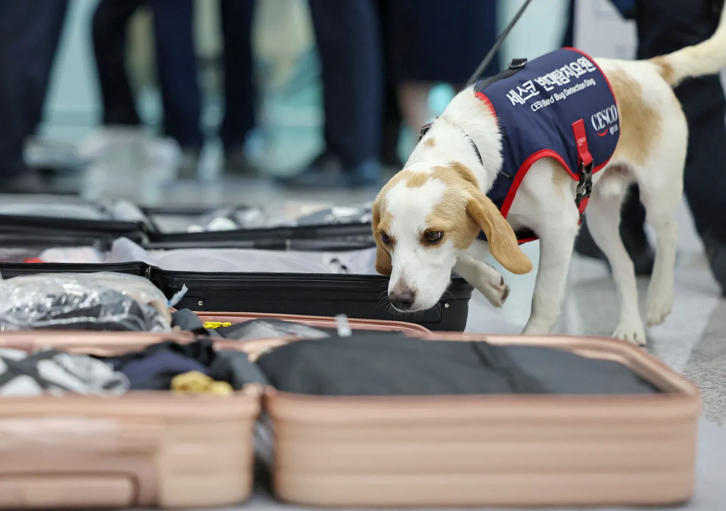 Kaheaastane beagle Ceco suudab voodilutikad kahe minutiga välja nuusutada.