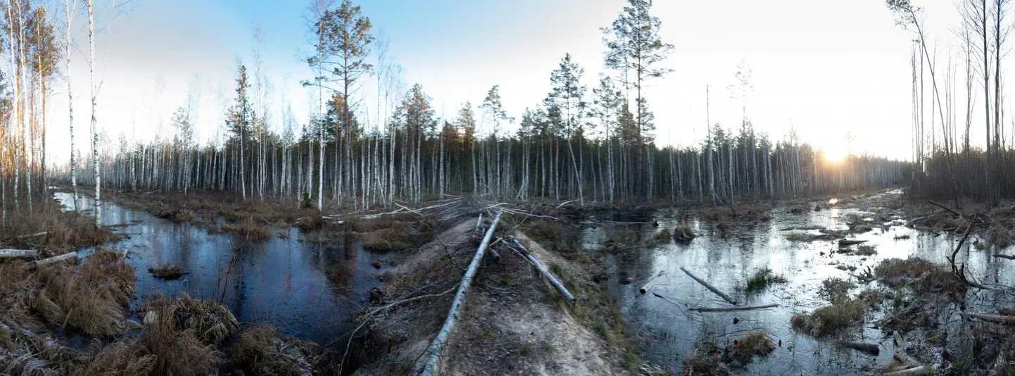 Omal ajal metsakasvatuseks kuivendatud Soomaa soid taastatakse kraavide likvideerimise ja paisude rajamise abil. Taastamisega saab sootaimedele uuesti elukõlblikuks vähemalt 1275 hektarit maad Kuresoos ning Riisa, Kikepera, Öördi (pildil) ja Valgerabas.