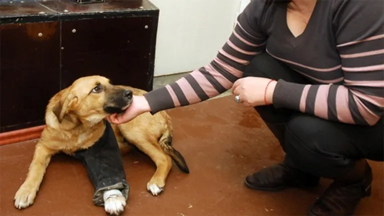 Kucēns ar ieģipsēto kāju ārstējas dzīvnieku patversmē. Tās vadītāja Anžela Dolmatova lūdz atsaukties suņa saimniekus. 
