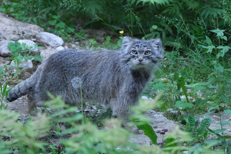 Manul Mars, mossis näoga unistaja aedikuvõsas.