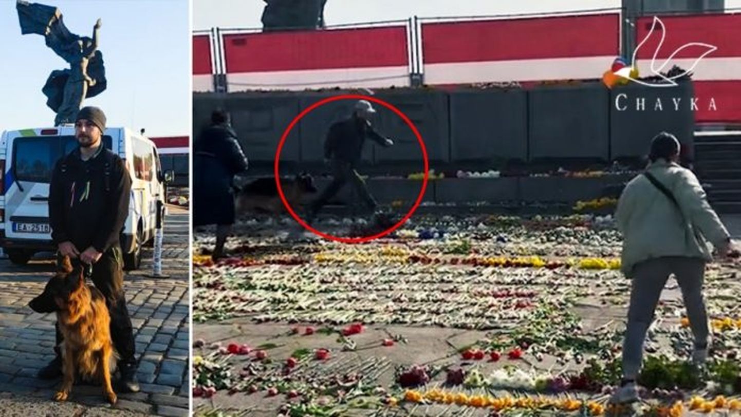 Мужчина пинает цветы у памятника Освободителям в Риге. Cправа скриншот из видео в Тик Токе / glorijagrevcova.