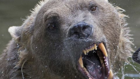 В Хальяла по специальному разрешению застрелили первого медведя