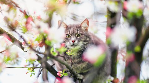 Otrdien gaiss Latvijā iesils līdz pat +16 grādiem