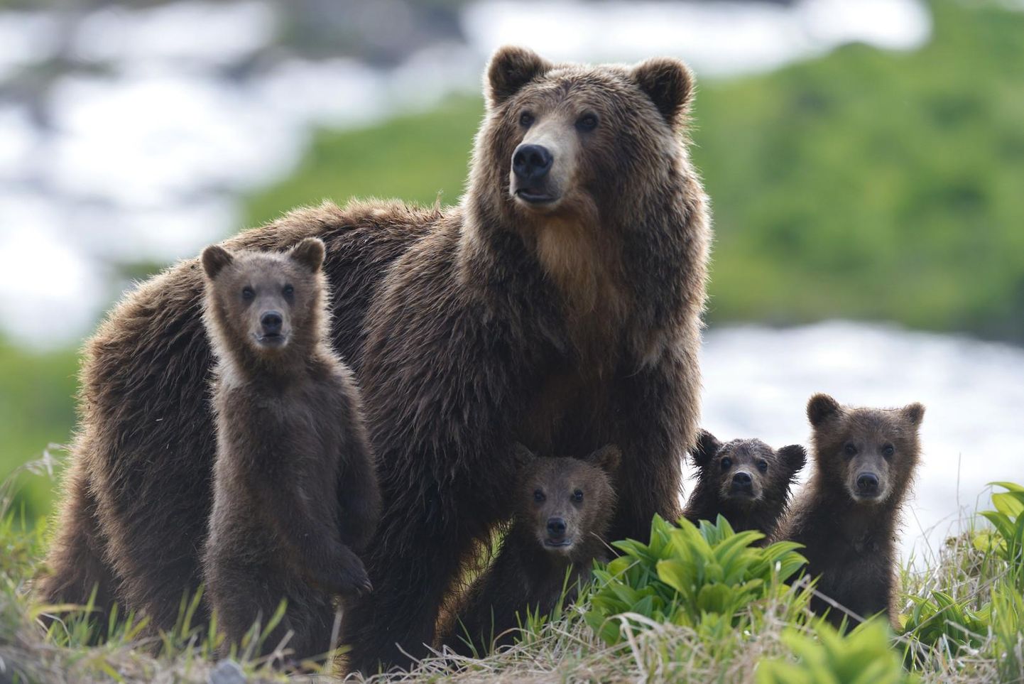 «Kamtšatka ­karud» (Venemaa) esitab loo Kamtšatka poolsaare lõunaosas karude paradiisist. Filmimeeskond veetis seitse kuud karuperede keskel, ­jälgides poegade elu ja arengut.