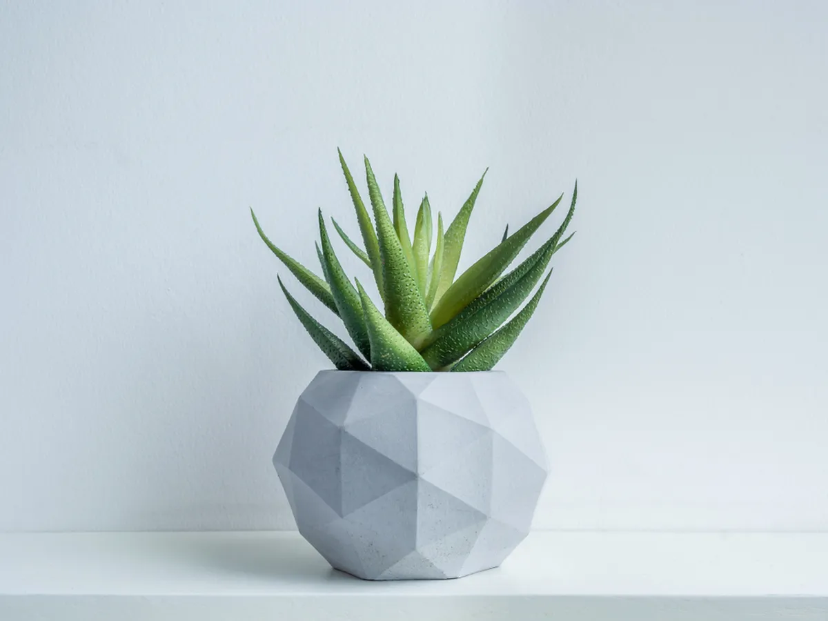 Aaloe Vera.